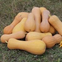 Продам тыкву мускатную