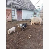 Продам поросята в#039;єтнамські вислобрюхі