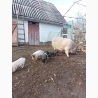 Продам поросята в#039;єтнамські вислобрюхі