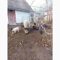 Продам поросята в#039;єтнамські вислобрюхі