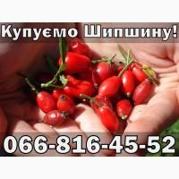 Купую Шипшину Оптом!Терміново!Дорого