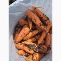 Морковка молдавская