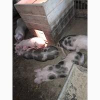 Продам поросят Херсон