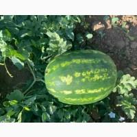Продам арбуз сорт продюсер