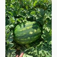 Продам арбуз сорт продюсер