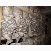 Продам Гливи(вешанка) від виробника