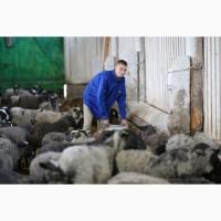 Продажа бизнеса по разведению овец