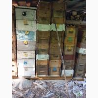 Продам, вулики, суш, інвентар