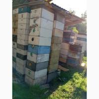 Продам, вулики, суш, інвентар