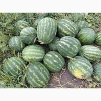 Кавун диня оптом