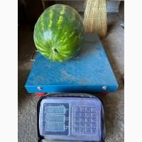 Продам кавун «Карістан» оптом