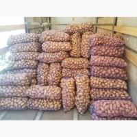 Продам картоплю з піску від населення велика і насінева