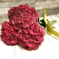 Гортензия сортовая саженцы дешево