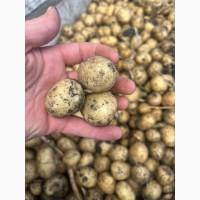 Продам посадочный картофель