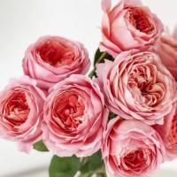 Саджанці англійських піоноподібних троянд Романтик Антик