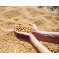 Закуповуємо Сою Дорого по всей території України