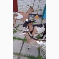Кози продам терміново