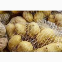 Оптом куплю картоплю різних сортів і калібрів / без гнилі