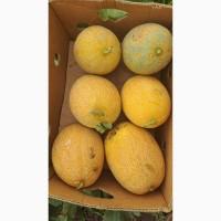 Продам диню! Сорт Мезим і Ребека