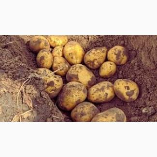 Насіннєва картопля Саншайн Хмельницька область купити, роздріб від 10 кг
