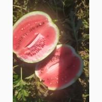 Кавун сорт Целін