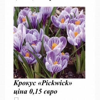 Продам цибулини крокуса з Голландії