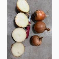 Продам цибулю