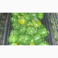 Продам зелений перець сорту Геркулес