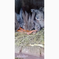 Кролики, Бельгійці, Фландри, 3м, Вінницька обл, Він-й р-н
