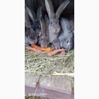 Кролики, Бельгійці, Фландри, 3м, Вінницька обл, Він-й р-н