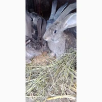 Кролики, Бельгійці, Фландри, 3м, Вінницька обл, Він-й р-н