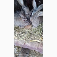 Кролики, Бельгійці, Фландри, 3м, Вінницька обл, Він-й р-н