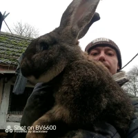 Кролики, Бельгійці, Фландри, 3м, Вінницька обл, Він-й р-н