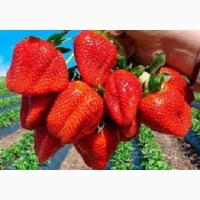 Полуниця ампельна (каскадна) сорт Тоскана
