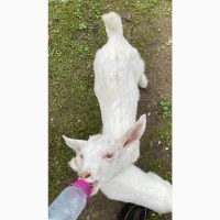 Продам зааненських козликів