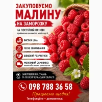 Закуповуємо малину гурт м.Умань 24/7