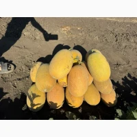 Диня оптом соковита та ароматна. Прямі поставки з поля