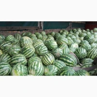 Куплю кавун