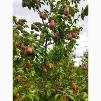 Продам грушку, сорт Абат Фетель