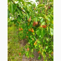 Продам грушку, сорт Абат Фетель