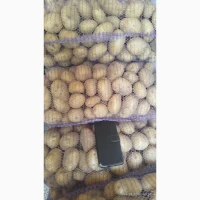 Продам товарну картоплю