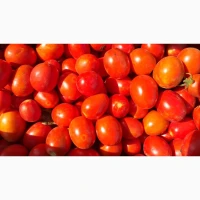 Продам помидор