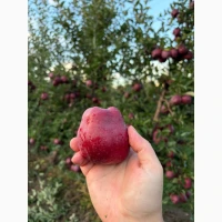 Продам сортове яблуко Голден, Семеренка, Чемпіон