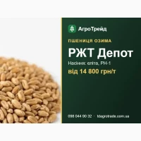 Купити насіння пшениці РЖТ Депот - еліта, РН-1, документи | від 14 800 грн/т