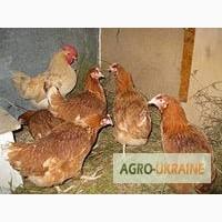 Продам курицу несушку