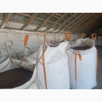 Продам насіння гречихи, Канадський трансгенний сорт ГРЕНБІ