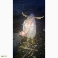 Продам козла