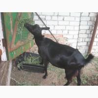Продам козу