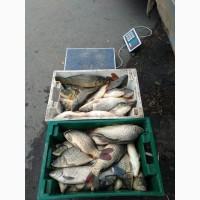 Продам живую рыбу карп