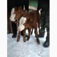 Продам бычков, 15 шт, крупные